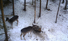 Nové záběry z fotopasti 22. 1. 2017