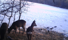 Nové záběry z fotopasti 23.1. 2017