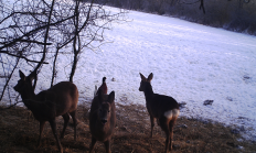 Nové záběry z fotopasti 24. 1. 2017
