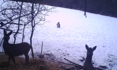 Nové záběry z fotopasti 29. 1. 2017