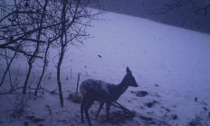 Nové záběry z fotopasti 30.1. 2017