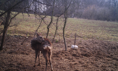 Nové záběry z fotopasti 14. 3. 2017