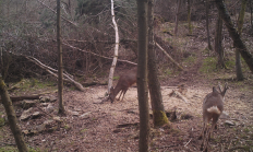 Nové záběry z fotopasti 19. 3. 2017