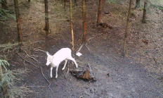 Nové záběry z fotopasti 21. 3. 2017