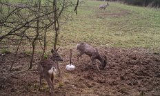 Nové záběry z fotopasti 27. 3. 2017