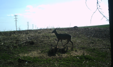 Nové záběry z fotopasti 29. 3. 2017