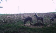 Nové záběry z fotopasti 16. 4. 2017