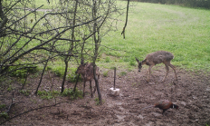 Nové záběry z fotopasti 30. 4. 2017