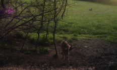 Nové záběry z fotopasti 18. 5. 2017